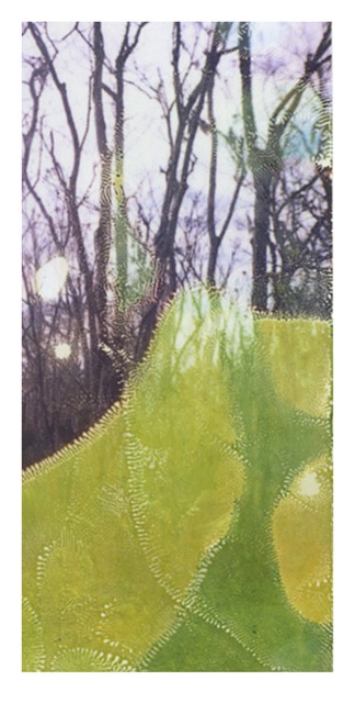 Louisiana Wetlands #22