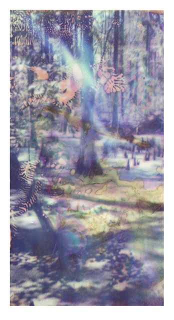 Louisiana Wetlands #38