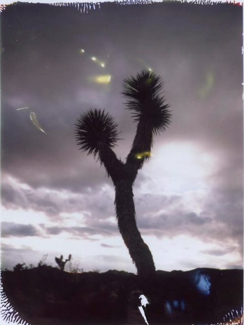 Joshua Tree #2