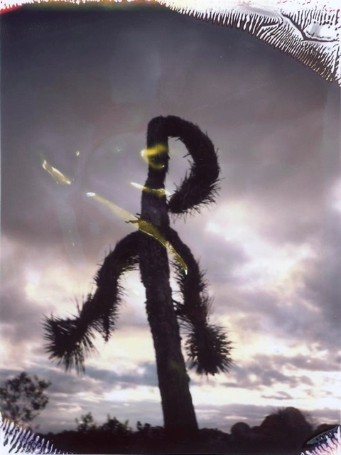 Joshua Tree #3