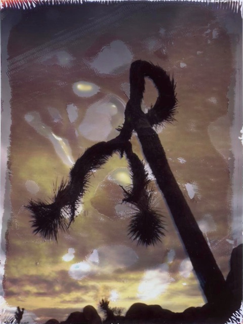 Joshua Tree #4