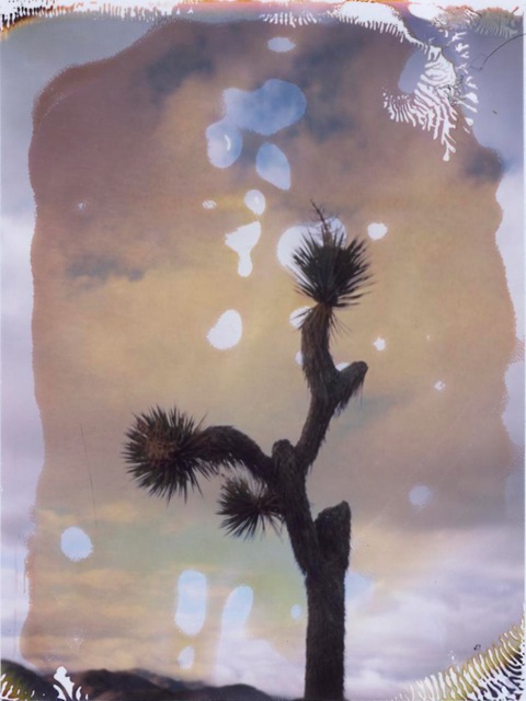 Joshua Tree #5