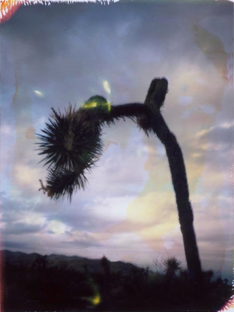 Joshua Tree #7
