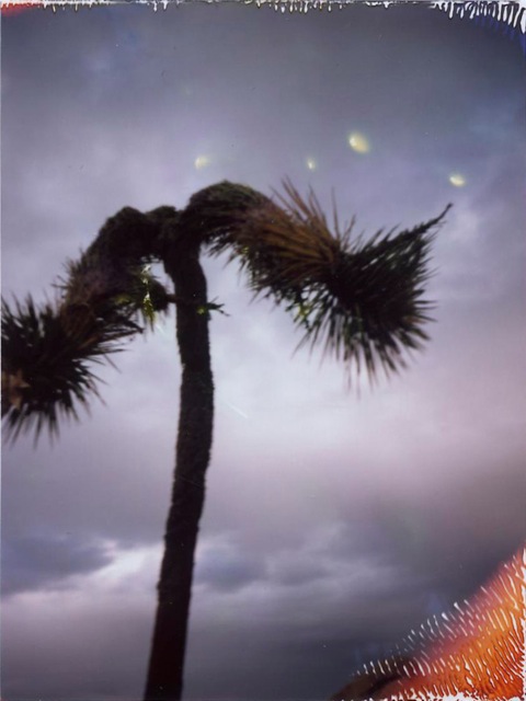 Joshua Tree #9
