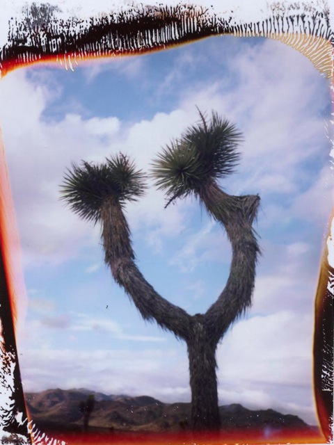 Joshua Tree #10