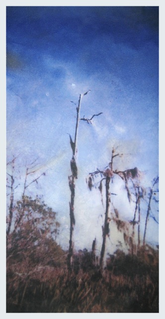 Louisiana Tree #12
