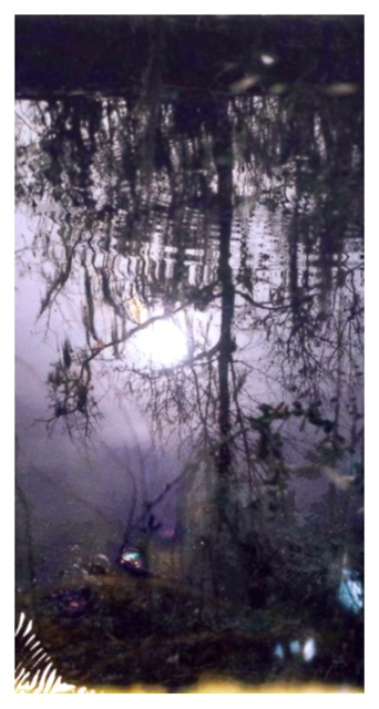 Louisiana Wetlands #3