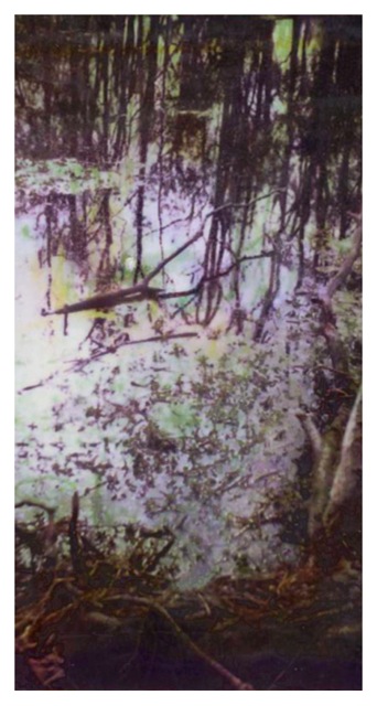 Louisiana Wetlands #4